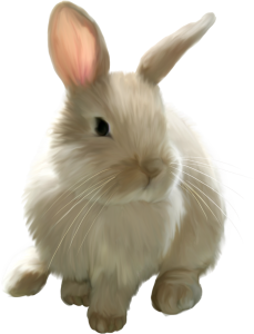 animal alley rabbit